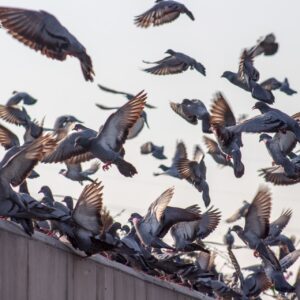 Multitud de palomas volando