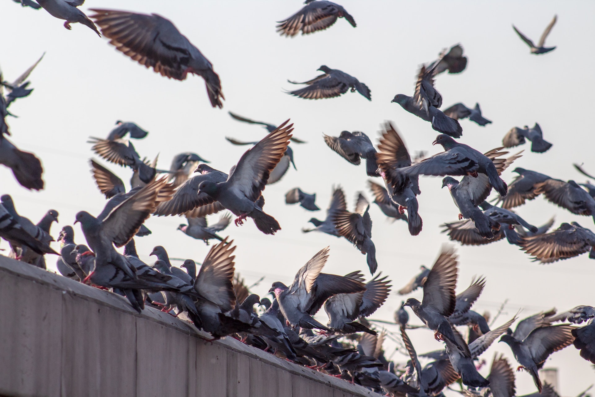 Control de plagas de palomas en Málaga
