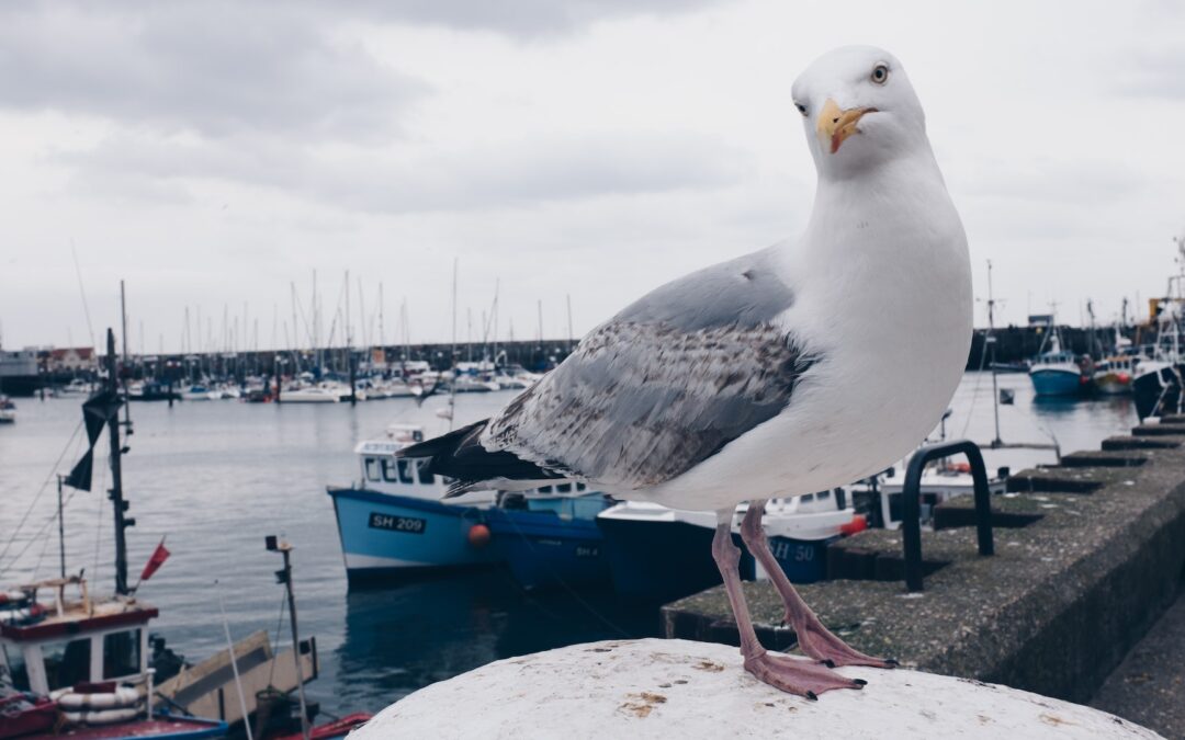 Aves plaga en puertos de Málaga