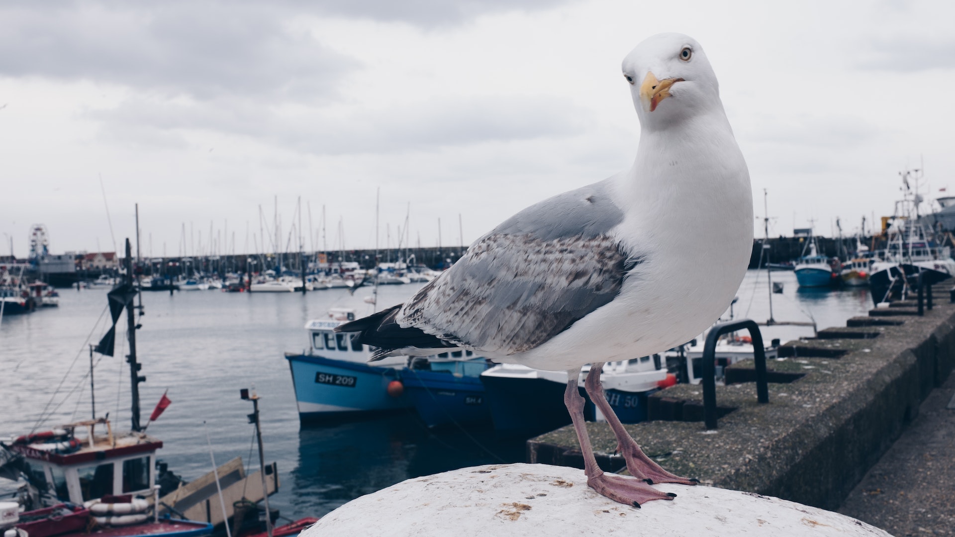 Aves plaga en puertos de Málaga - Gestión de Fauna