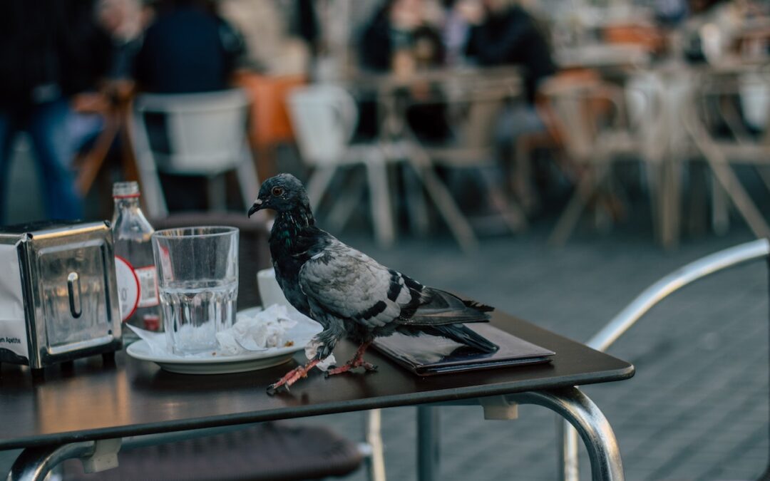 Control de aves en hoteles de Málaga
